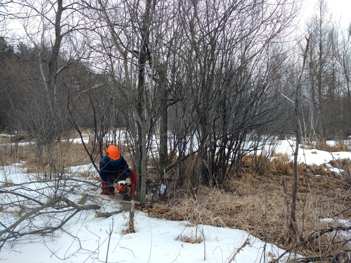 Restoration crews remove buckthorn at Mikkelson WMA in winter.
